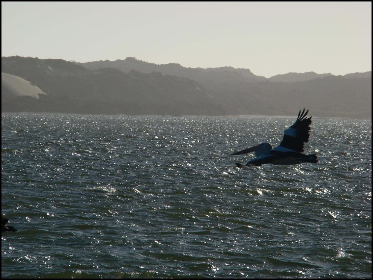 Pelican flying over the Coorong, South Australia - 2008