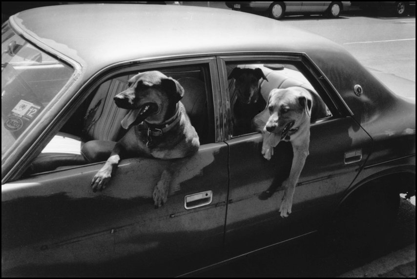 Dogs imitating their owners, Brisbane, Australia 1989