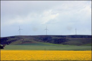 Wind farm overlooking canola fields at Lochiel, South Australia