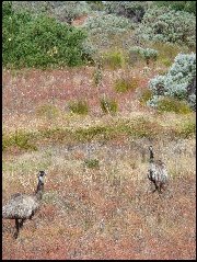 Emus, Coorong, South Australia - 2008