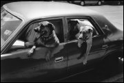 Dogs imitating their owners, Brisbane, Australia 1989
